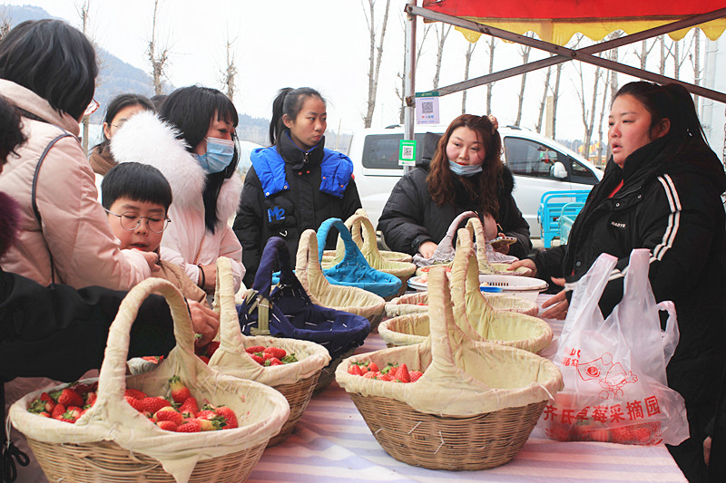 ��ݮ�h��c�´� | ���f�(zh��n)��ɽ�ڲ�ݮ��ժ��(l��)Ȥ�࣬�����w�(y��n)�e����ζ